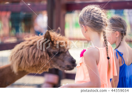 Charming little girl is playing with cute alpaca in the park 44359034