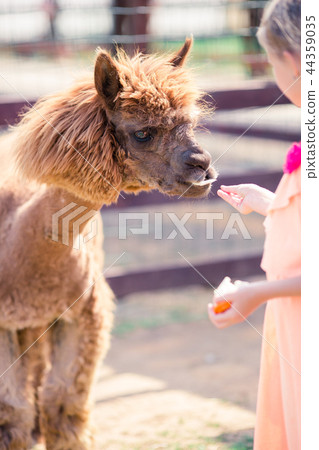 Charming little girl is playing with cute alpaca in the park 44359035