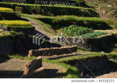 水稻梯田 44359233