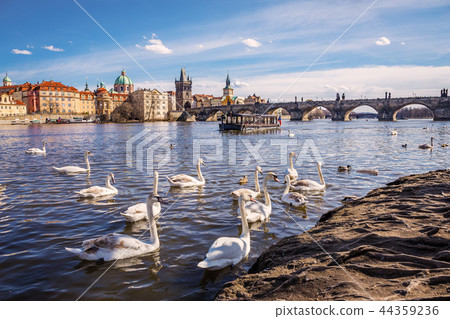 Swans on Vltava river 44359236