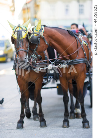Traditional horse coach Fiaker in Vienna Austria 44359625