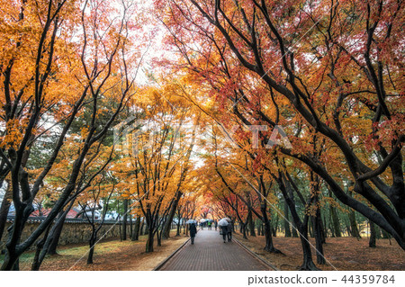 fall foliage road fall foliage road 44359784