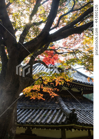 Autumn leaves of Kyoto Zentsuji Autumn leaves of Kyoto Zentsuji 44360126