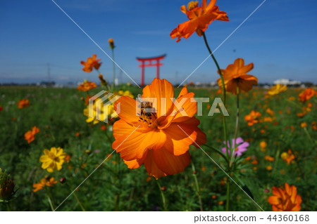 Cosmos around Koizumi Inari Otorii Cosmos around Koizumi Inari Otorii 44360168