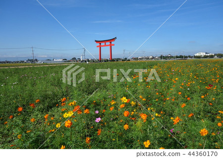 Cosmos around Koizumi Inari Otorii 44360170