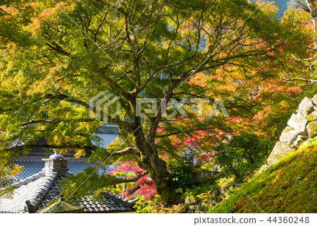 Autumn leaves of Kyoto Zentsuji Autumn leaves of Kyoto Zentsuji 44360248