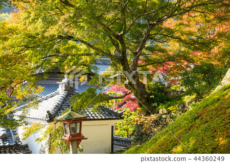 京都Zentsuji秋葉 京都Zentsuji秋葉 44360249