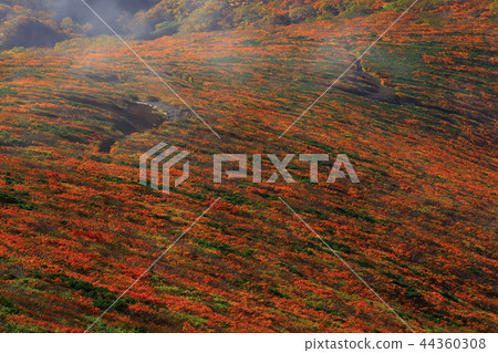 Kurikomayama of autumn leaves Kurikomayama of autumn leaves 44360308