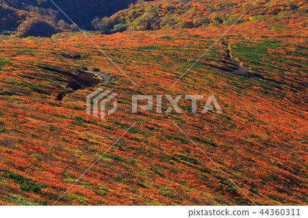 Kurikomayama of autumn leaves Kurikomayama of autumn leaves 44360311