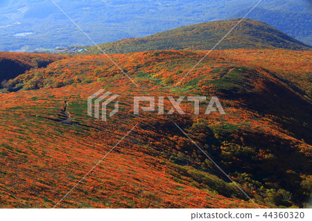 Kurikomayama of autumn leaves Kurikomayama of autumn leaves 44360320