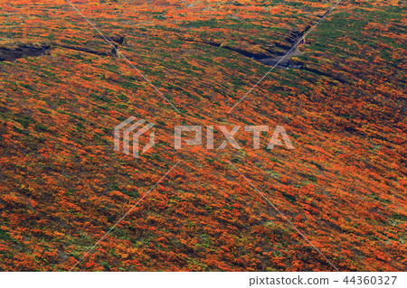 Kurikomayama of autumn leaves 44360327