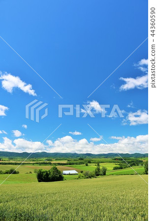 北海道夏日風景與清爽的藍天和美麗的風景 照片素材 圖片 圖庫