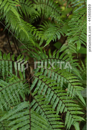 Nature plants Kurohego, aka "Onihego". The dark forest of Ryukyu, making a cluster in the valley line 44360869
