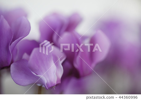 Cyclamen 44360996