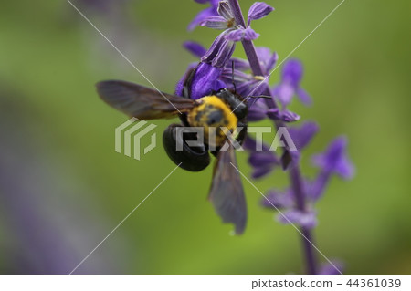Flower and herb flower 44361039