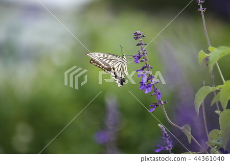 Swallowtail butterfly in herb garden 44361040