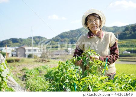 Japanese elderly who work in field 44361649