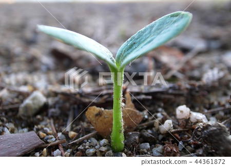 發芽 44361872