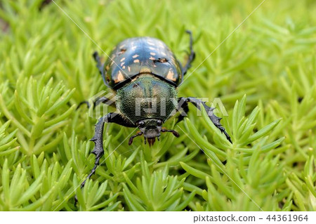 台灣長臂金龜(Cheirotonus formosanus)雌 44361964