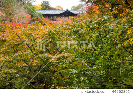 京都Tofukuji秋葉 京都Tofukuji秋葉 44362865