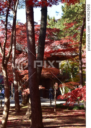 Hirabayashi寺廟地面到達了色的葉子的峰頂 Hirabayashi寺廟地面到達了色的葉子的峰頂 44362908