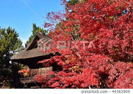 Hirabayashi寺廟地面到達了色的葉子的峰頂 Hirabayashi寺廟地面到達了色的葉子的峰頂 44362909
