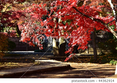 Hirabayashi寺廟地面到達了色的葉子的峰頂 Hirabayashi寺廟地面到達了色的葉子的峰頂 44362914