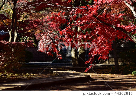 Hirabayashi寺廟地面到達了色的葉子的峰頂 Hirabayashi寺廟地面到達了色的葉子的峰頂 44362915