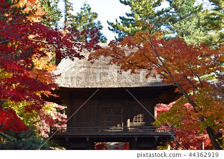 Hirabayashi寺廟地面到達了色的葉子的峰頂 Hirabayashi寺廟地面到達了色的葉子的峰頂 44362919