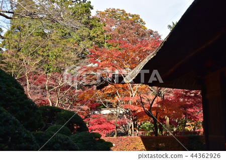 Hirabayashi寺廟地面到達了色的葉子的峰頂 Hirabayashi寺廟地面到達了色的葉子的峰頂 44362926