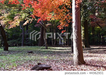 Hirabayashi寺廟地面到達了色的葉子的峰頂 Hirabayashi寺廟地面到達了色的葉子的峰頂 44362931