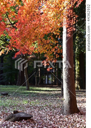 Hirabayashi寺廟地面到達了色的葉子的峰頂 Hirabayashi寺廟地面到達了色的葉子的峰頂 44362932