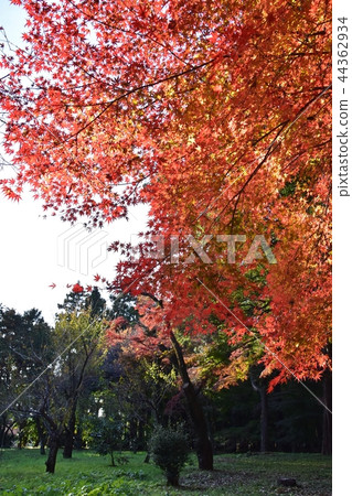 Hirabayashi寺廟地面到達了色的葉子的峰頂 Hirabayashi寺廟地面到達了色的葉子的峰頂 44362934