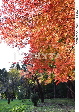 Hirabayashi寺廟地面到達了色的葉子的峰頂 Hirabayashi寺廟地面到達了色的葉子的峰頂 44362935