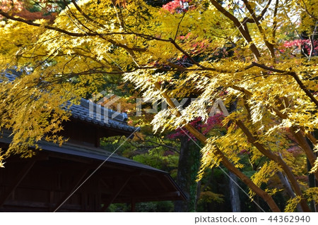 Hirabayashi temple ground which reached the peak of colored leaves Hirabayashi temple ground which reached the peak of colored leaves 44362940