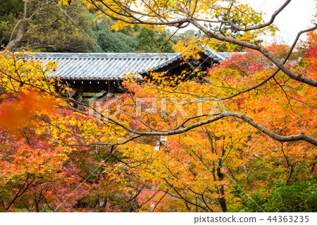 京都Tofukuji秋葉 京都Tofukuji秋葉 44363235