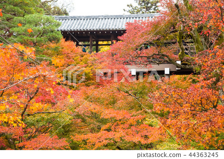 Autumn leaves of Kyoto Tofukuji 44363245