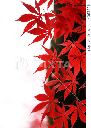 秋天的樹葉 秋天的樹葉 44363526