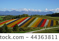 北海道Biei Shikisai no Oka 44363811