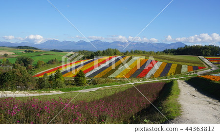 北海道Biei Shikisai no Oka 北海道Biei Shikisai no Oka 44363812