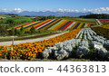 北海道Biei Shikisai no Oka 44363813