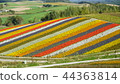 北海道Biei Shikisai no Oka 44363814