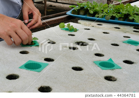 seedling of hydroponic vegetable sprout on foam in plant nursery. farmer growing lettuce in farm seedling of hydroponic vegetable sprout on foam in plant nursery. farmer growing lettuce in farm 44364781