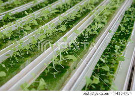 seedling of hydroponic vegetable sprout on wet sponge in plant nursery. lettuce salad growing from seed seedling of hydroponic vegetable sprout on wet sponge in plant nursery. lettuce salad growing from seed 44364794