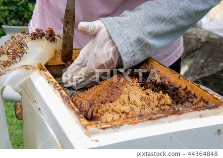 transfer stingless honey bees to new beehive. trigona meliponini colonies mass rearing transfer stingless honey bees to new beehive. trigona meliponini colonies mass rearing 44364848