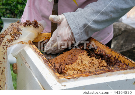 transfer stingless honey bees to new beehive. trigona meliponini colonies mass rearing transfer stingless honey bees to new beehive. trigona meliponini colonies mass rearing 44364850