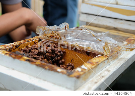 stingless honey bees beehive. trigona meliponini colonies rearing stingless honey bees beehive. trigona meliponini colonies rearing 44364864