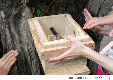 transfer stingless honey bees from wood to new beehive. trigona meliponini colonies mass rearing 44364883