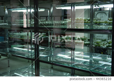 tissue culture technology in laboratory. plant cell grow on nutrient medium 44365210