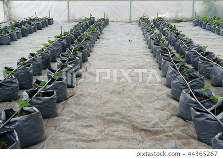yard long bean growing in greenhouse plant nursery with drip water irrigation yard long bean growing in greenhouse plant nursery with drip water irrigation 44365267